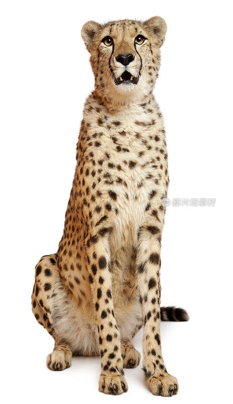 猎豹，jubatus, 18个月大，坐着